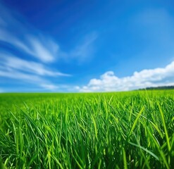 Fototapeta premium Lush green grass field under a vibrant blue sky (1)