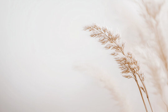 A close-up of delicate dried wheat stalks against a soft white background, highlighting their intricate details and warm beige tones.  
 - Powered by Adobe
