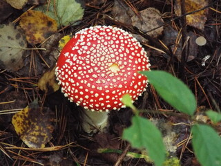 Mushroom fly agaric
