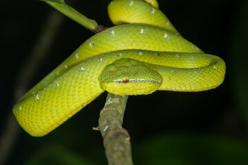 Male Wagler's pit viper (Tropidolaemus wagleri), snake curled on a branch, Sarawak, Borneo