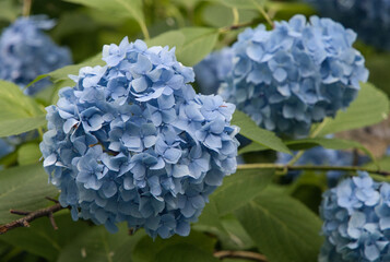 青色のアジサイ