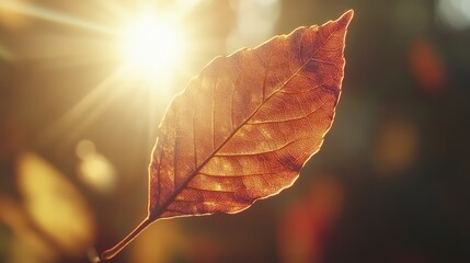 Obraz premium Autumn leaf veins backlit by sunlight