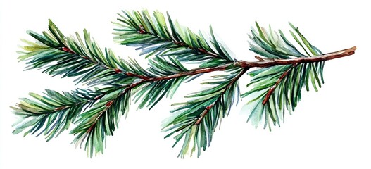 Fototapeta premium Watercolor painted pine branch on white background