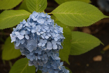 水色のアジサイ