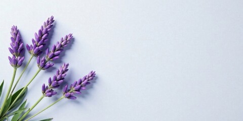 Fototapeta premium Serene Lavender Blossoms on a Pale Background, Ideal for Relaxation and Wellness Themes