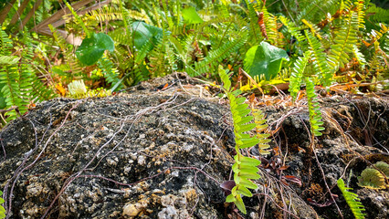 Stone podium on rock platform , grey rock pedestal for a product display stand, green forest and blurred on the background, natural scenery landscape.
