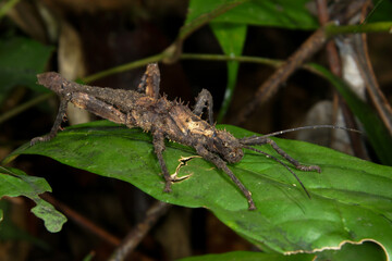 Stick insect Prickly Haaniella (Haaniella echinata), on a leaf in natural habitat, Sarawak, Borneo