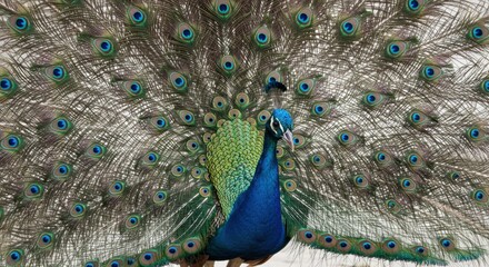 Obraz premium Majestic peacock displaying vibrant feather plumage in full spread