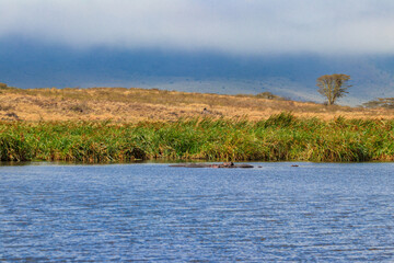 Group of hippos (Hippopotamus amphibius) in a lake in Ngorongoro Crater national park, Tanzania