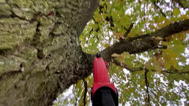 Pruning of trees with electric pole chain saw with long handle for tree trimming. Cutting oak branches in the garden, gardener POV.