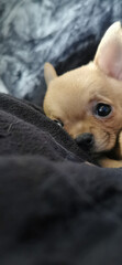 little chihuahua in funny pose for photo
