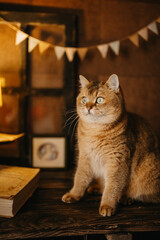 Golden British Shorthair Cat Sitting in a Room
