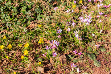 Obraz premium Purple crocuses and yellow buttercups in the garden