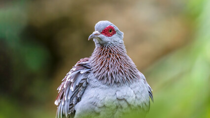 Portrait of a Speckled Pigeon. Columba guinea, Bioparc, Doué la Fontaine, Doué en Anjou, Maine et...