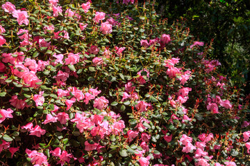 Pink Azalea (Rhododendron williamsianum) in full bloom in a garden at spring