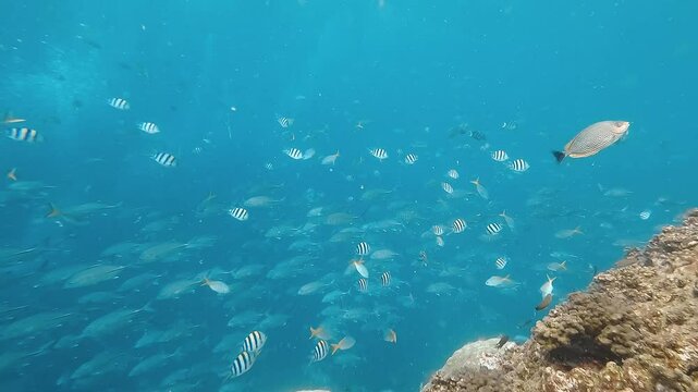 A school of jacks (Carangidae) swimming above a reef, accompanied by bannerfish (Heniochus spp.). Captured at Sail Rock, Thailand, showcasing vibrant marine life.