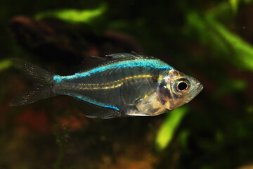 Blue color dyed or tattooed fish (Parambassis siamensis) in pet trade