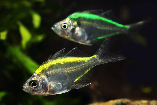 illegal dyed or tattooed fish (Parambassis siamensis) in pet trade