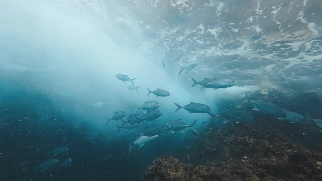 A school of jackfish glides just above the reef while waves break dramatically overhead. Captured at Sail Rock, near Koh Tao, Thailand, this mesmerizing scene highlights marine life beneath powerful w