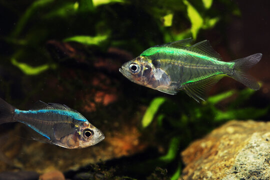 Electric color Painted or dyed fish (Parambassis siamensis) in pet trade