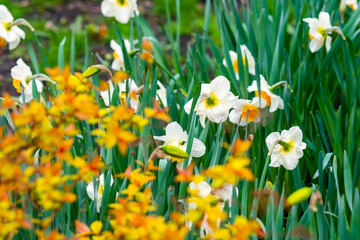 Fototapeta premium Daffodils Narcissus pseudonarcissus bloom against a background of bright yellow leaves in soft defocus.