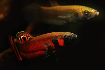A pair of Spotfin betta or Brunei beauty (Betta macrostoma) 