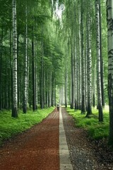 Fototapeta premium A quiet forest path with a person strolling peacefully.