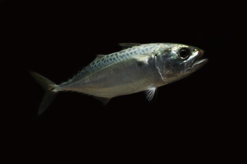 live Indian mackerel (Rastrelliger kanagurta) 