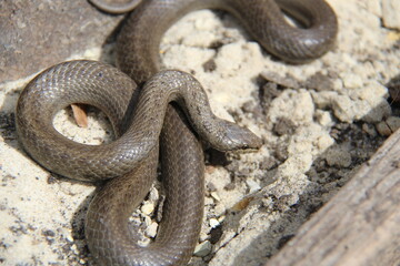 The copperhead snake