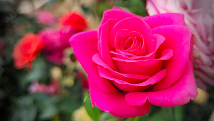 Beautiful roses