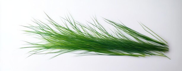 Lush green grass blades on white background