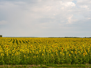 Summer flower landscape. Landscape of endless field of sunflowers with large golden sunflower heads in sunset sunlight. Close-up of sunflower heads. Fresh wallpaper. Nature concept for background.