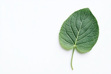 Obraz premium Single green leaf on white background (1)