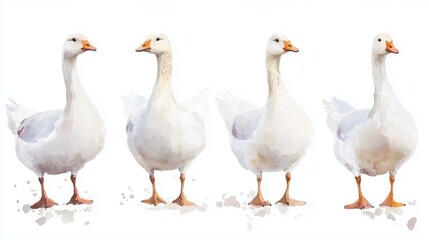 Set of four watercolor painting of a white gooses on a white background.