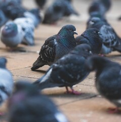 Obraz premium Urban pigeons on stone surface