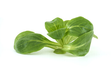Fototapeta premium Fresh Green Valerianella Leaves on White Background