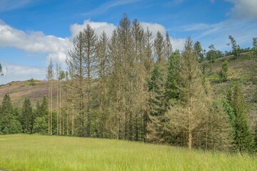 Waldsterben, trockener Wald, Dürre, Nadelholz, Bäume bei Heiligenborn, Rothaargebirge, Kreis...