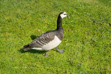 Kanadagans Branta canadensis, Park am Schloss Drottningholm, Gemeinde Ekerö, Provinz Stockholms län, Schweden