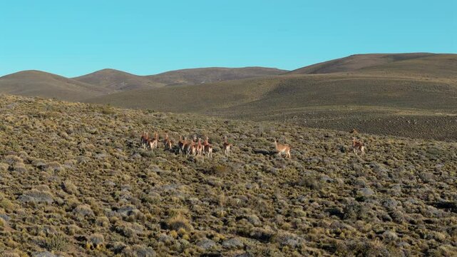 Llama guanaco herd movement on a hill. Drone parallax circling around. Patagonia Argentina.