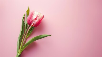 Fototapeta premium Women's Day Plain Background: On the Simple Canvas, Female Radiance Blooms