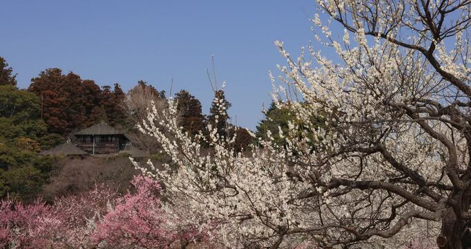 偕楽園の好文亭と梅の花　茨城県

