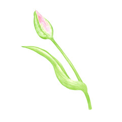 Hand drawn watercolor unopened tulip. Illustration of flower bud isolated on white background. Can be used for postcard, label, scrapbook and other printed products.