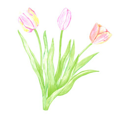 Hand drawn watercolor tulips bouquet. Illustration of flowers isolated on white background. Can be used for postcard, label, scrapbook and other printed products.