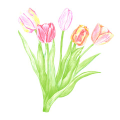 Hand drawn watercolor tulips bouquet. Illustration of flowers isolated on white background. Can be used for postcard, label, scrapbook and other printed products.