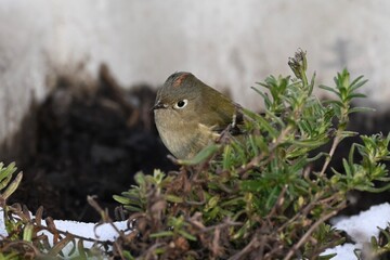 ruby-crowned kinglet
