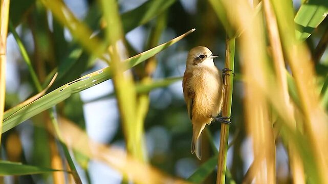 cute bird, penduline tit sits in the reeds