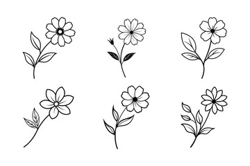 Cosmos (Cosmos spp.) line art vector illustration