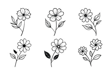 Cosmos (Cosmos spp.) line art vector illustration © Helal