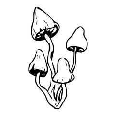 Mushroom sketch doodle drawing, fantasy forest line plant. Set botanical hand drawn mushrooms. Tattoo sign Linear.