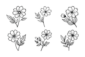 Cosmos (Cosmos spp.) line art vector illustration